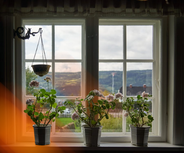 Double pane windows with placed plants