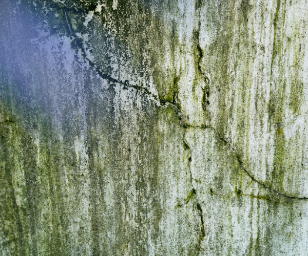Wall covered in mold